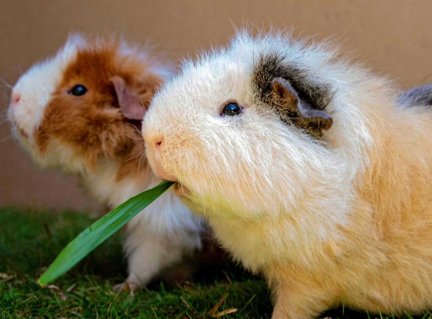 Rabbit and Guinea Pig