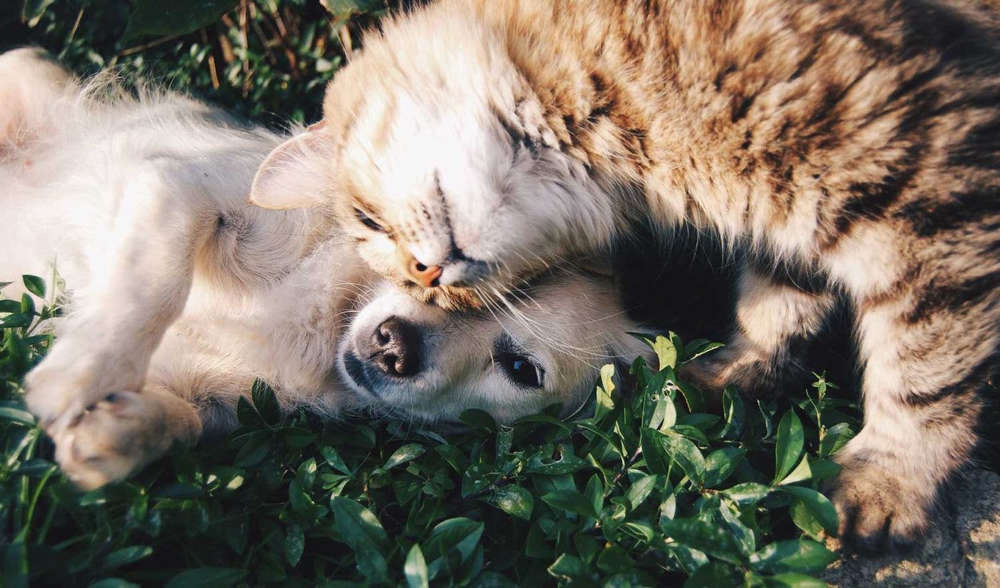 Sid & Lola: Raw Cat & Dog Food. Img: Ginger Cat and dog nuzzling together lying on their backs on the grass