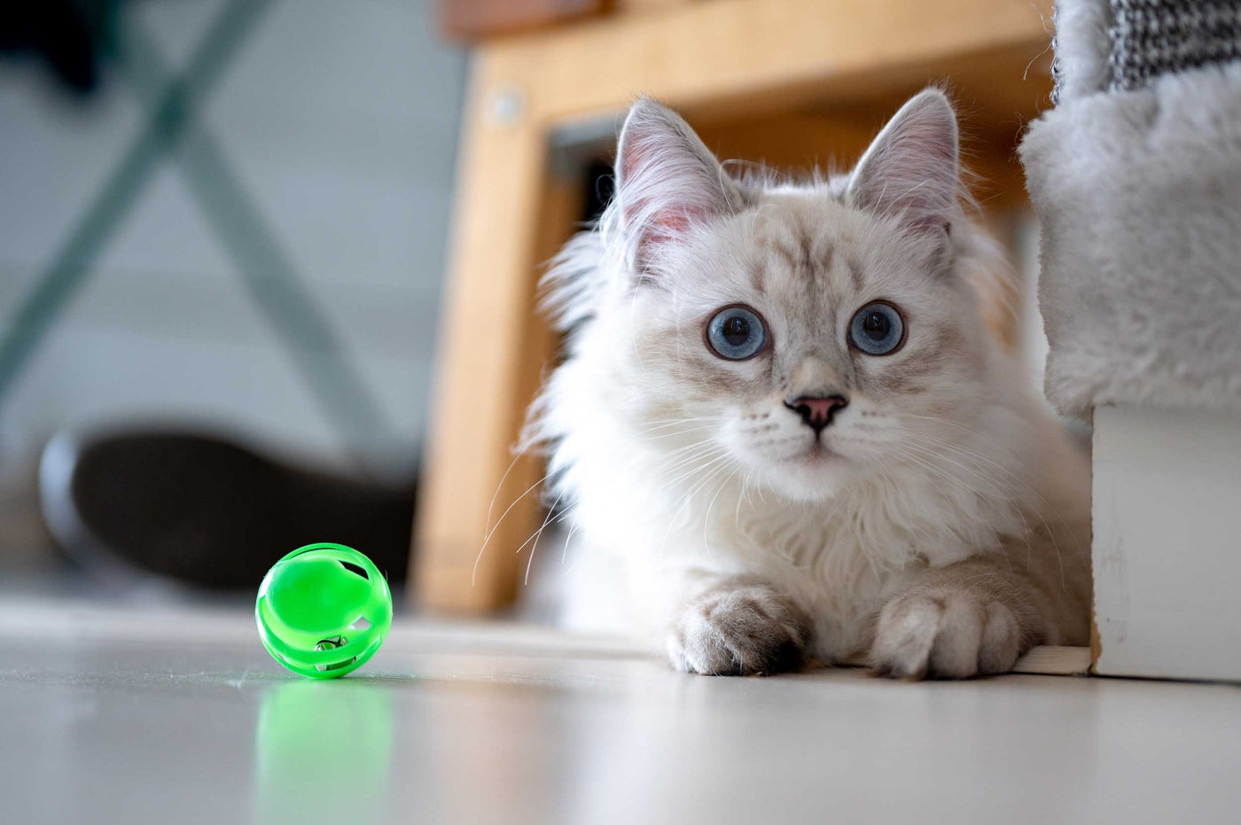 Sid & Lola: Cat Toys. Img: White cat lying on floor with green cat ball beside her