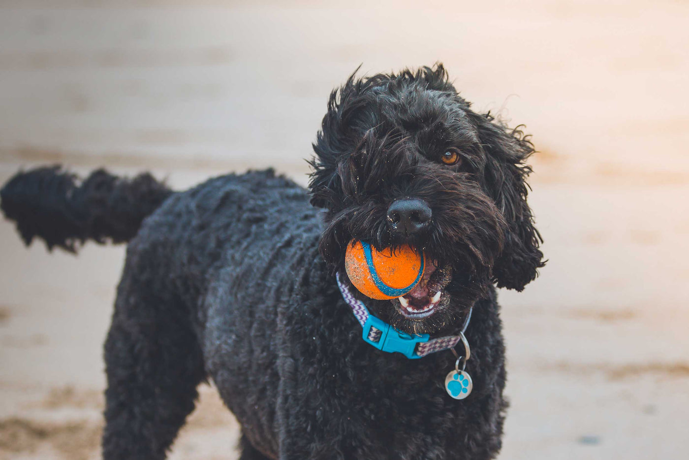 Sid & Lola: Dog Toys. Img: Black dog on the wind blown beach with orange tennis ball in their mouth