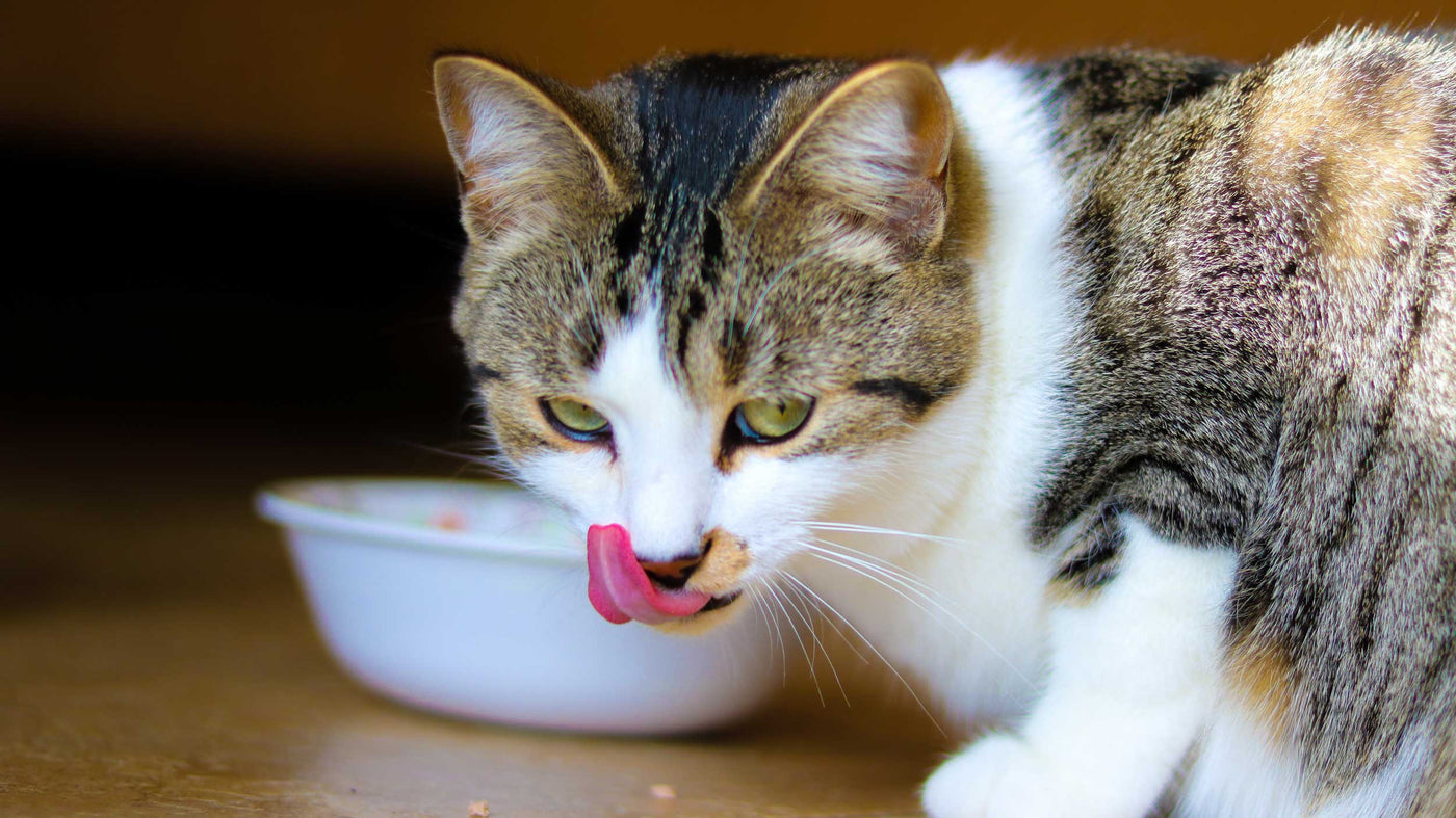 Sid & Lola: Wet Cat Food. Img: Cat licking lips after eating from their food bowl.