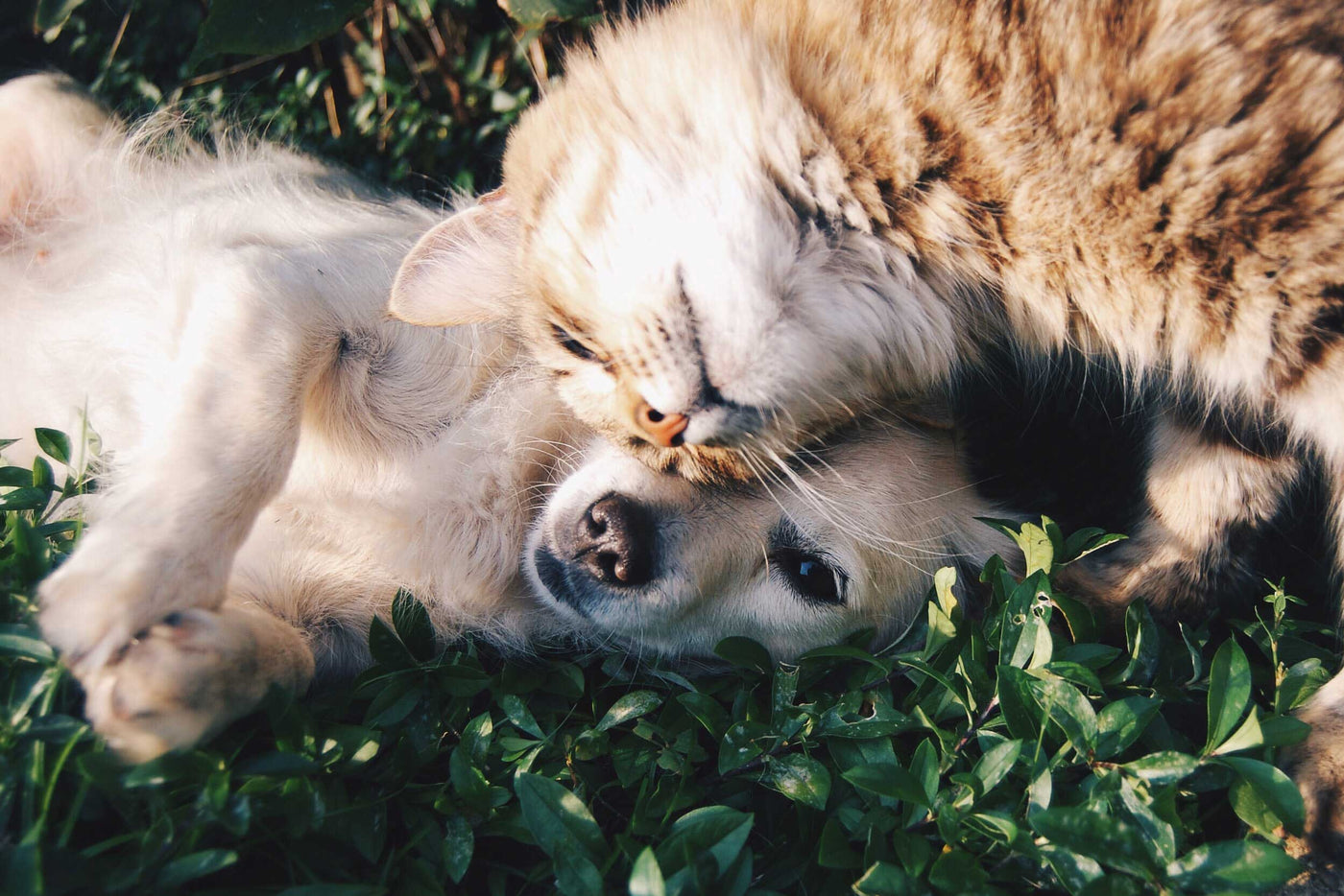Sid & Lola: Supplements. Img: Ginger Cat and dog nuzzling together lying on their backs on the grass